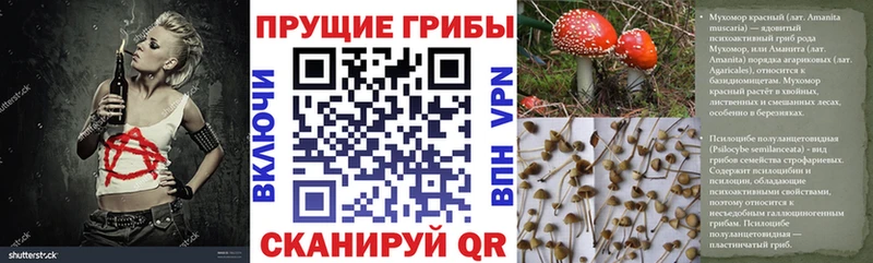 Псилоцибиновые грибы Psilocybe  Нижняя Тура 
